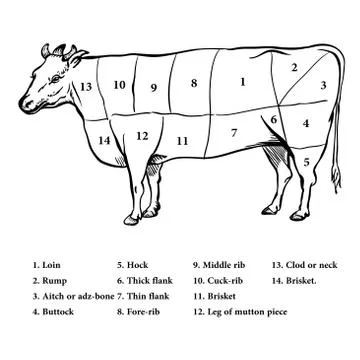 Illustration of Beef cutting up diagram - Vector Illustration Stock Illustration