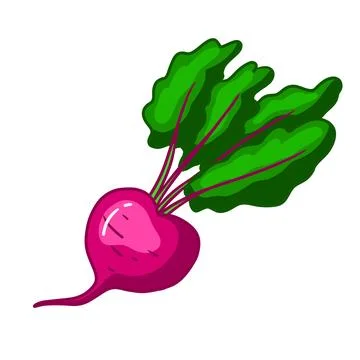 Illustration of beet fruit in doodle style Stock Illustration