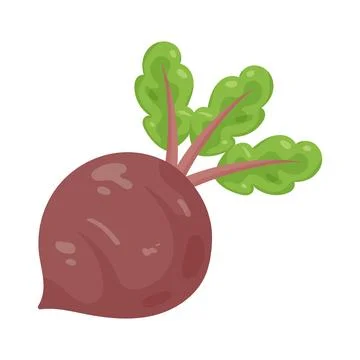 Illustration of beetroot Stock Illustration