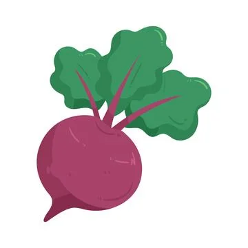 Illustration of beetroot Stock Illustration