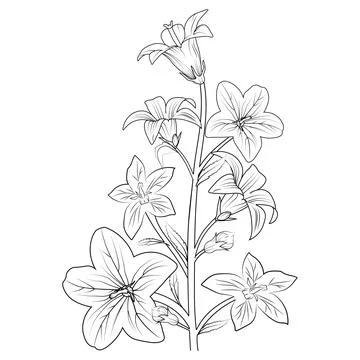 Jasmine Flower Drawing - A Step By Step Tutorial - Cool Drawing Idea