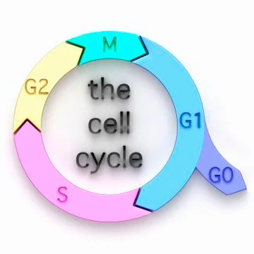 Illustration of the biological cell cycle Stock Illustration