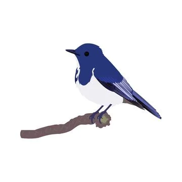 Illustration of bird magpie robin vector design on a white background Stock Illustration
