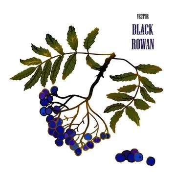 Illustration with a black rowan Stock Illustration