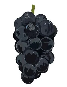 Illustration of Blackcurrant Stock Illustration