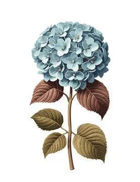 Illustration of a blue hydrangea shrub vector art. Stock Illustration
