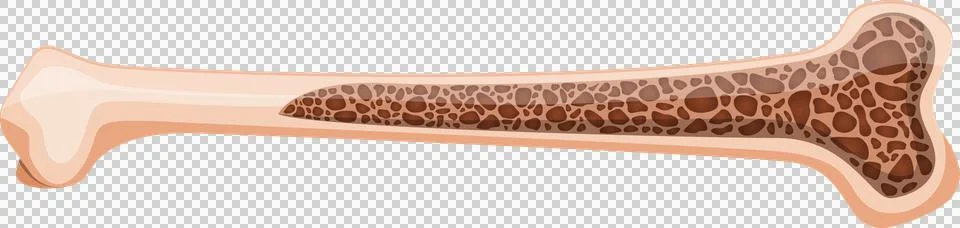 Illustration of a bone showing the outer compact bone and inner spongy bone.. Stock Illustration