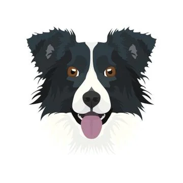 Illustration Border Collie. Stock Illustration