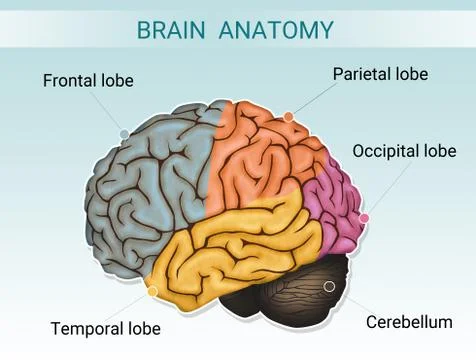 Illustration of brain anatomy Ilustración de archivo