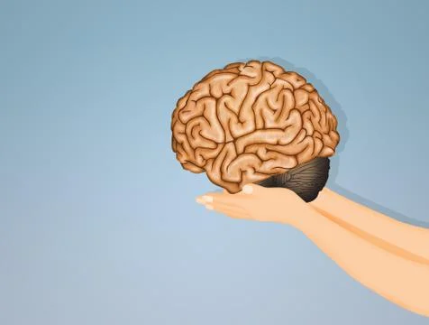 Illustration of the brain in hands Stock Illustration