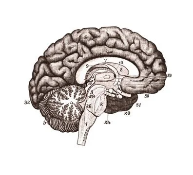 Illustration of brain sections. Brain Anatomy concept. Stock Illustration