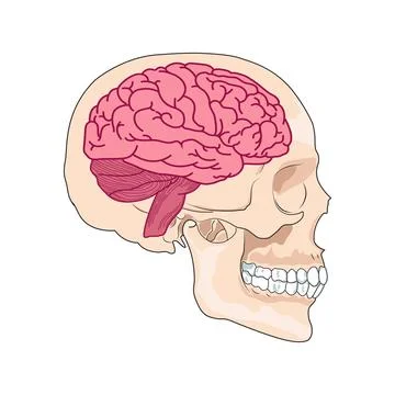 Illustration of the brain under the skull イラスト素材