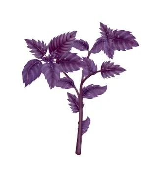 Illustration of a branch of a red Basil Stock Illustration