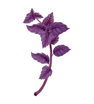 Illustration of a branch of a red Basil Stock Illustration