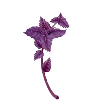 Illustration of a branch of a red Basil Illustrazione stock