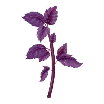 Illustration of a branch of a red Basil Stock Illustration
