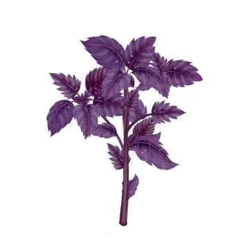 Illustration of a branch of a red Basil Stock Illustration