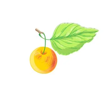 Illustration of a bright apple Stock Illustration