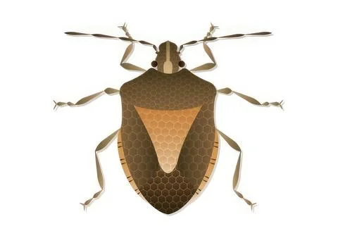 Illustration of a brown and tan bug with hexagon pattern wings Stock Illustration