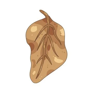Illustration of brown dry leaf Illustration