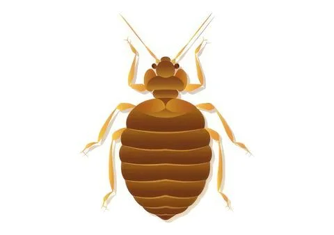 Illustration of a brown flea insect on a white background イラスト素材