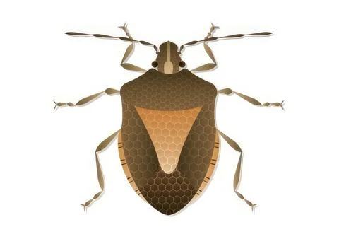 Illustration of a bug with brown and orange colors Stock-Illustration