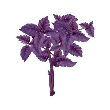 Illustration of a bunch of a red Basil Stock Illustration