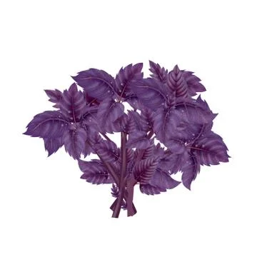 Illustration of a bunch of a red Basil Stock Illustration