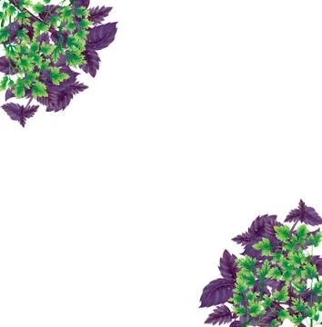 Illustration of a Bundle of Basil and parsley Stock Illustration