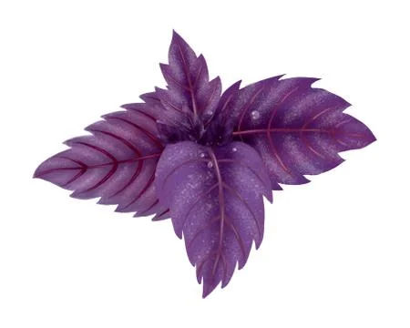 Illustration of a Bundle of red Basil Stock Illustration