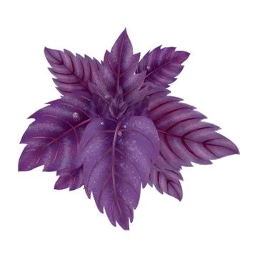 Illustration of a Bundle of red Basil Stock Illustration
