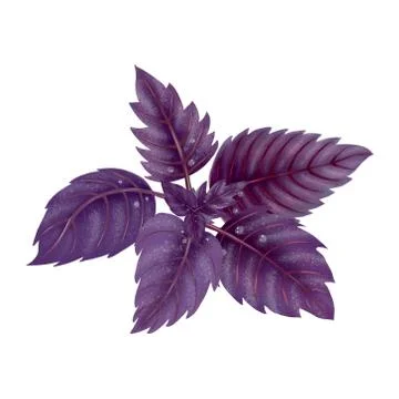 Illustration of a Bundle of red Basil Stock Illustration