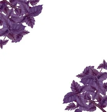 Illustration of a Bundle of red Basil Stock Illustration