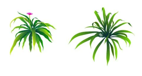 Illustration of Bush Stock Illustration