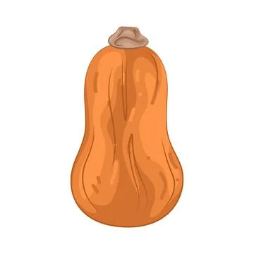 Illustration of Butternut squash Stock Illustration