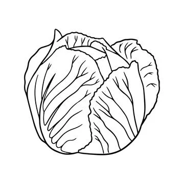 Illustration of a cabbage in a hand-drawn style. Stock Illustration