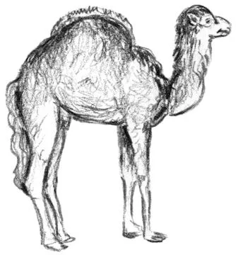Illustration of a Camel Stock Illustration