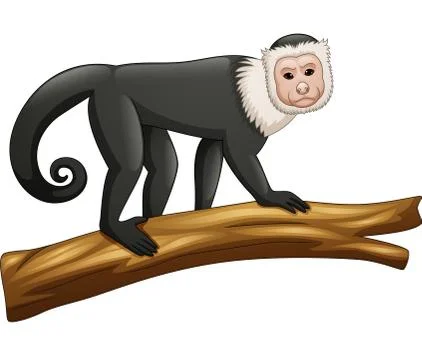 Illustration of Capuchin monkey isolated on white background Stock Illustration
