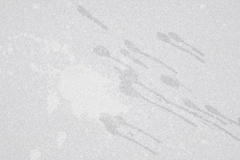 Illustration of cat, Close-up Foto stock
