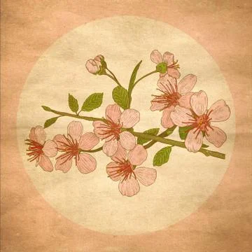 Illustration cherry blossoms Stock Illustration