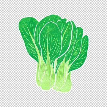 Illustration of Chinese cabbage Stock Illustration