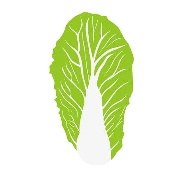 Illustration of Chinese cabbage Stock Illustration