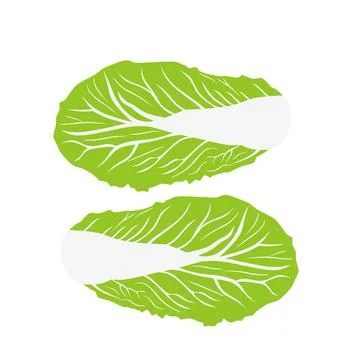 Illustration of Chinese cabbage Stock Illustration