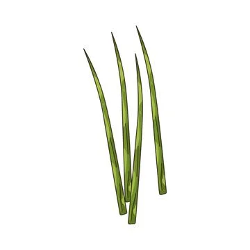 Illustration of Chives Stock-Illustration