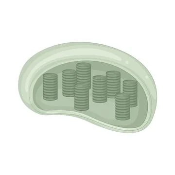 Illustration of Chloroplast 스톡 일러스트