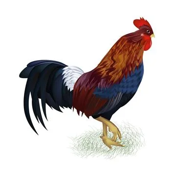 Illustration of cock vector design on a white background Stock Illustration