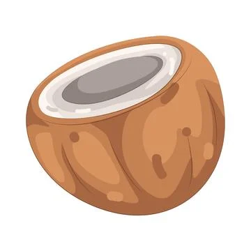 Illustration of coconut Illustration