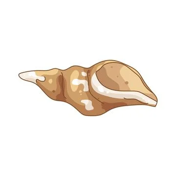 Illustration of conch shell Stock Illustration