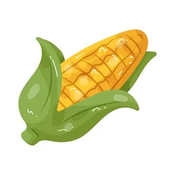 Illustration of corn Illustration