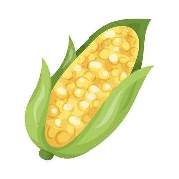 Illustration of corn Illustration